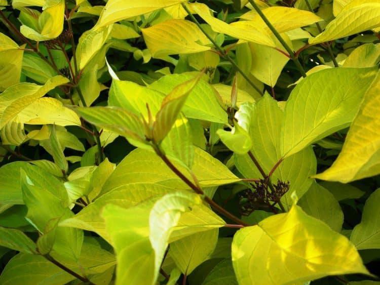FOLIAGE DETAIL OF RED AND GOLD DOGWOOD HEDGING PLANT