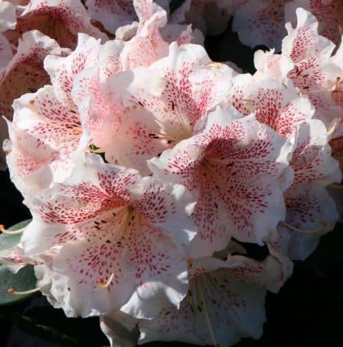 RHODODENDRON PLANT COLLECTION
