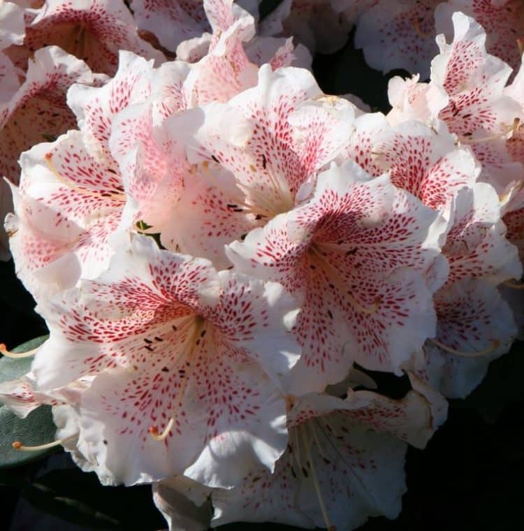 FLOWER DETAIL OF HYBRID RHODODENDRON DOUBLE DOTS PLANT