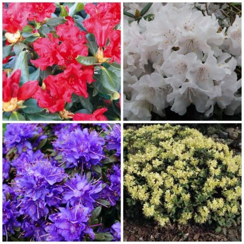 BUY DWARF RHODODENDRONS
