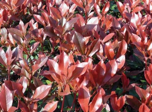 YOUNG PHOTIINIA HEDGING SHRUBS
