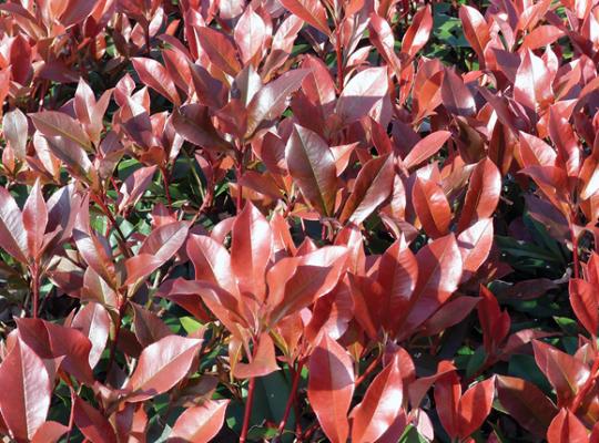 PHOTINIA DYNAMO RED HEDGE WITH YOUNG RED SHOOTS