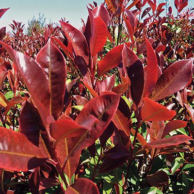 FOLIAGE DETAIL OF PHOTINIA DYNAMO RED HEDGING PLANT