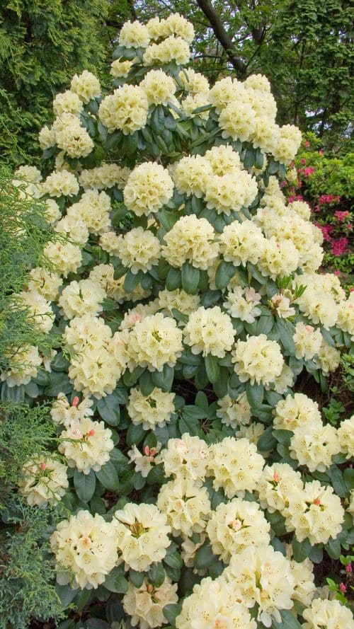 MATURE HYBRID RHODODENDRON EHRENGOLD PLANTS SHOWING YELLOW FLOWERS