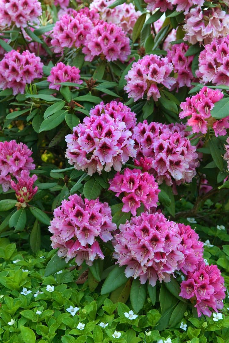 MATURE PLANT IN FLOWER HYBRID RHODODENDRON CHEVALIER FELIX DE SAUVAGE