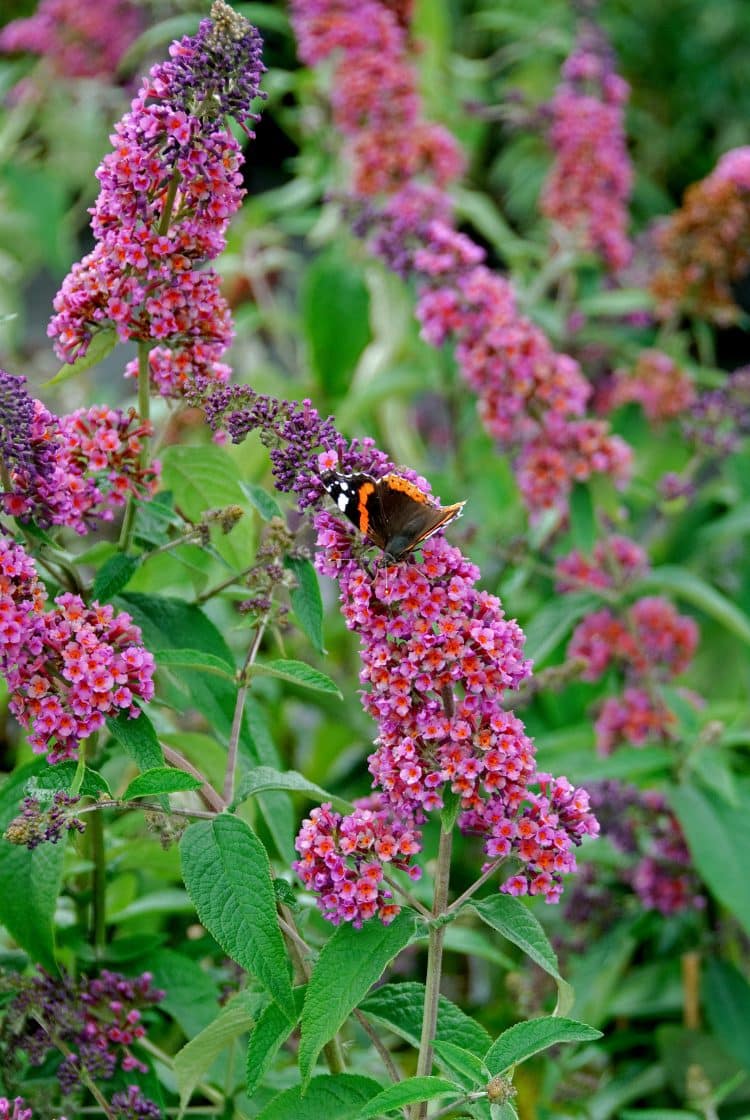 BUTTERFLY ON A BUDDLEJA SHRUB FLOWER