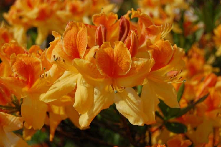 DECIDUOUS AZALEAS IN FLOWER