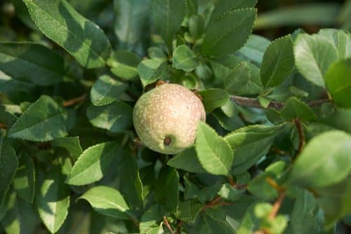 GREEN FRUITS OF CHAENOMELES SUPERBA RED TRAIL HEDGE FLOWERING QUINCE RED TRAIL