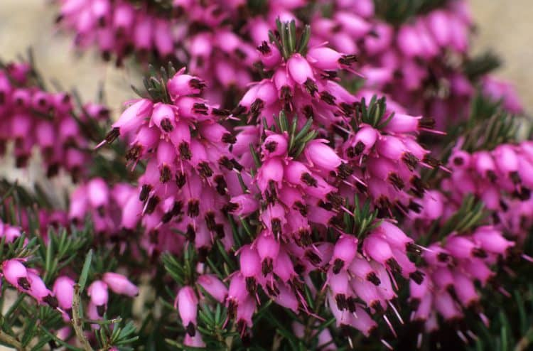 RED AND PURPLE FLOWERS OF WINTER FLOWERING HEATHER PLANTS ERICA X DARLEYENSIS