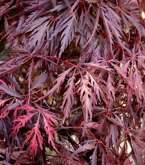 SUMMER FOLIAGE DETAIL ACER PALMATUM DISSECTUM GARNET