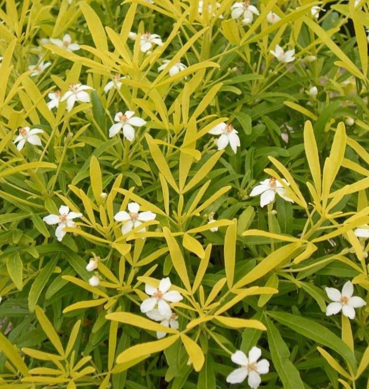 FLOWERS AND FOLIAGE OF CHOISYA HEDGING PLANT