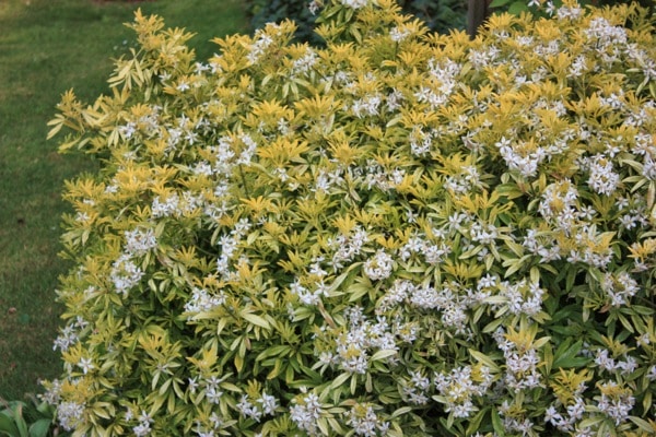 CHOISYA GOLDFINGERS GROWN AS A HEDGE IN FLOWER