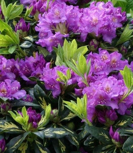 Hybrid Rhododendron Goldflimmer Azaleas & Rhododendrons