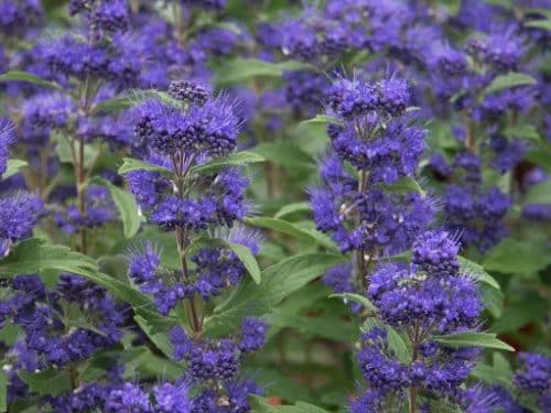 CLOSE UP OF FLOWERS ON CARYOPTERIS HEDGING PLANT