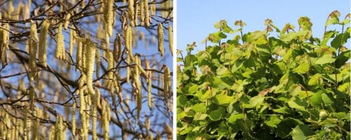 NATIVE HAZEL HEDGING PLANTS AND SHRUBS CORYLUS AVELLANA