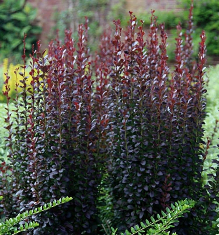 Berberis Helmond Pillar Berberis Thunbergii Atropurpurea Helmond Pillar