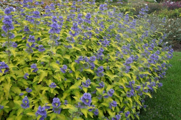 HEDGE IN FLOWER CARYOPTERIS CLANDONENSIS HINT OF GOLD