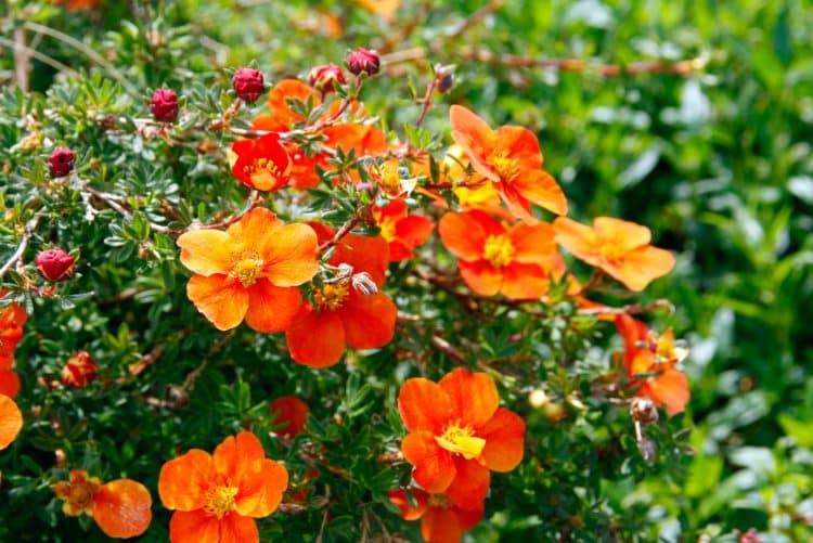 POTENTILLA HOPLEYS ORANGE HEDGING PLANTS AND SHRUBS