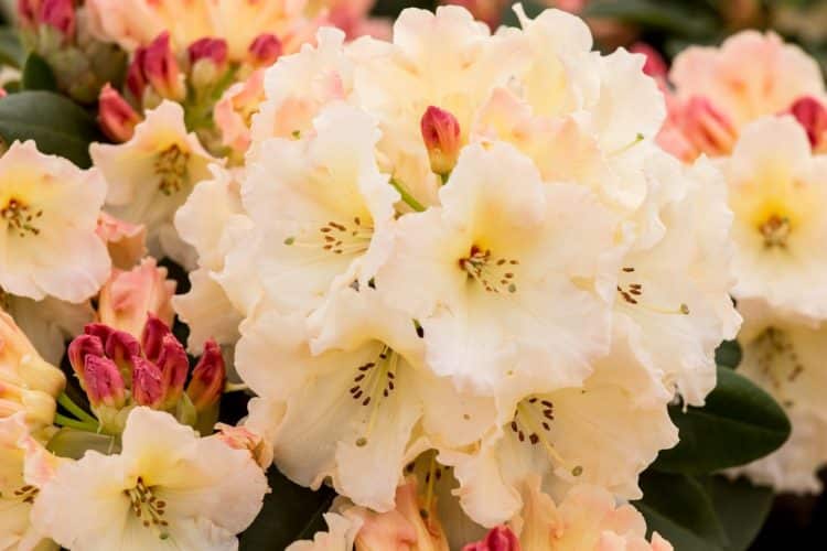 RHODODENDRON HYBRID PLANT COLLECTION