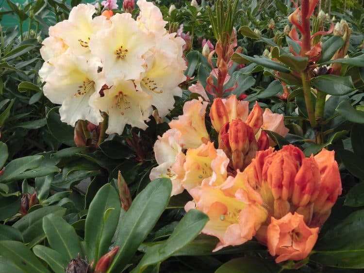 FLOWERING BATCH OF HYBRID RHODODENDRON HORIZON MONARCH ON THE NURSERY