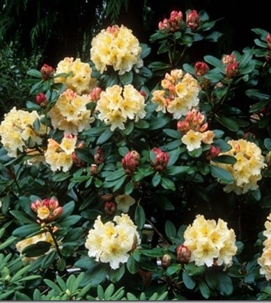 MATURE HYBRID RHODODENDRON HORIZON MONARCH PLANT IN FLOWER
