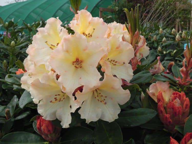 DETAIL OF YELLOW FLOWERS ON HYBRID RHODODENDRON HORIZON MONARCH PLANT