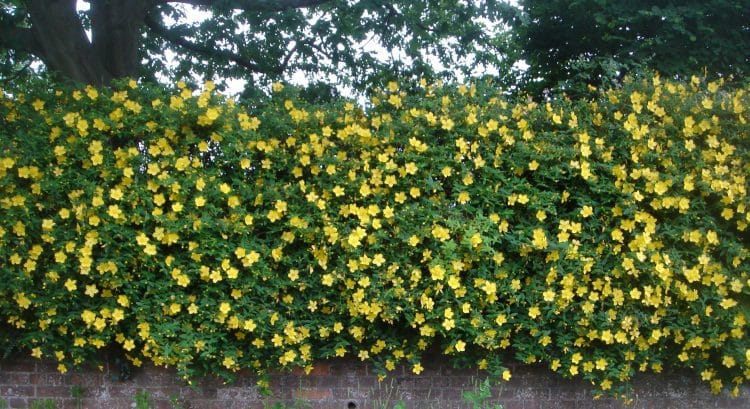 MATURE HEDGE OF HYPERICUM HIDCOTE IN FLOWER