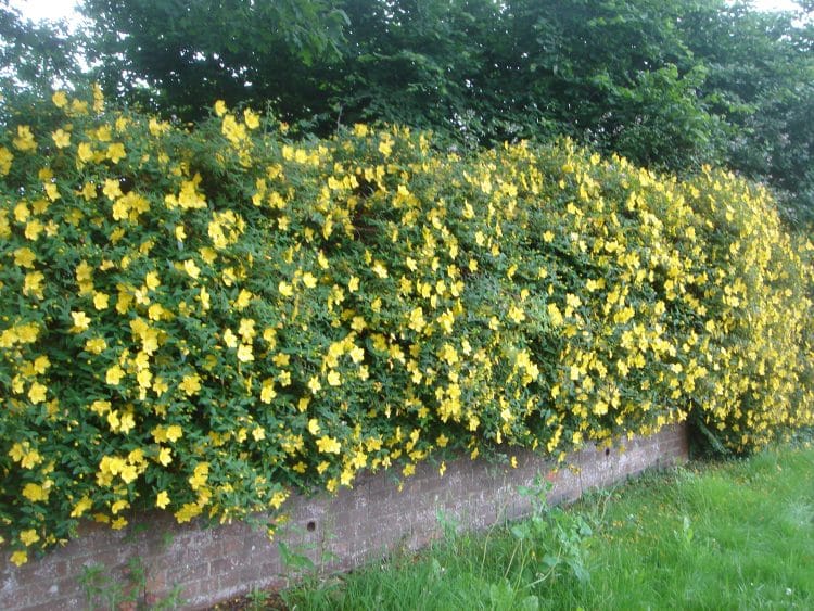 YELLOW FLOWERS ON A HEDGE OF HYPERICUM HIDCOTE