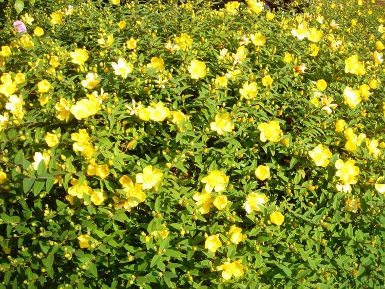 CLOSE UP FLOWERS ON A HYPERICUM HIDCOTE HEDGE