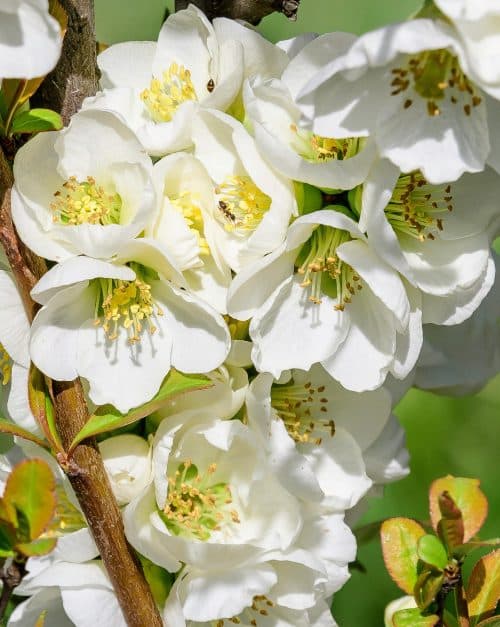 CLOSE UP WHITE FLOWERS OF FLOWERING QUINCE JET TRAIL CHAENOMELES SUPERBA JET TRAIL