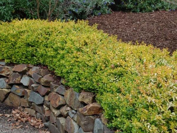 Abelia Kaliedoscope Hedge Abelia X Grandiflora Kaliedoscope Hopes Grove