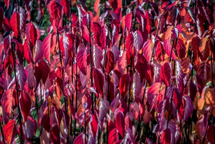 RED AUTUMN FOLIAGE OF BLACK STEMMED DOGWOOD