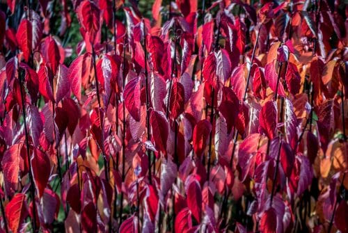 BUY DOGWOOD HEDGING PLANTS FROM HOPES GROVE NURSERIES