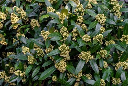 HEDGE OF SKIMMIA CONFUSA KEW GREEN IN FLOWER