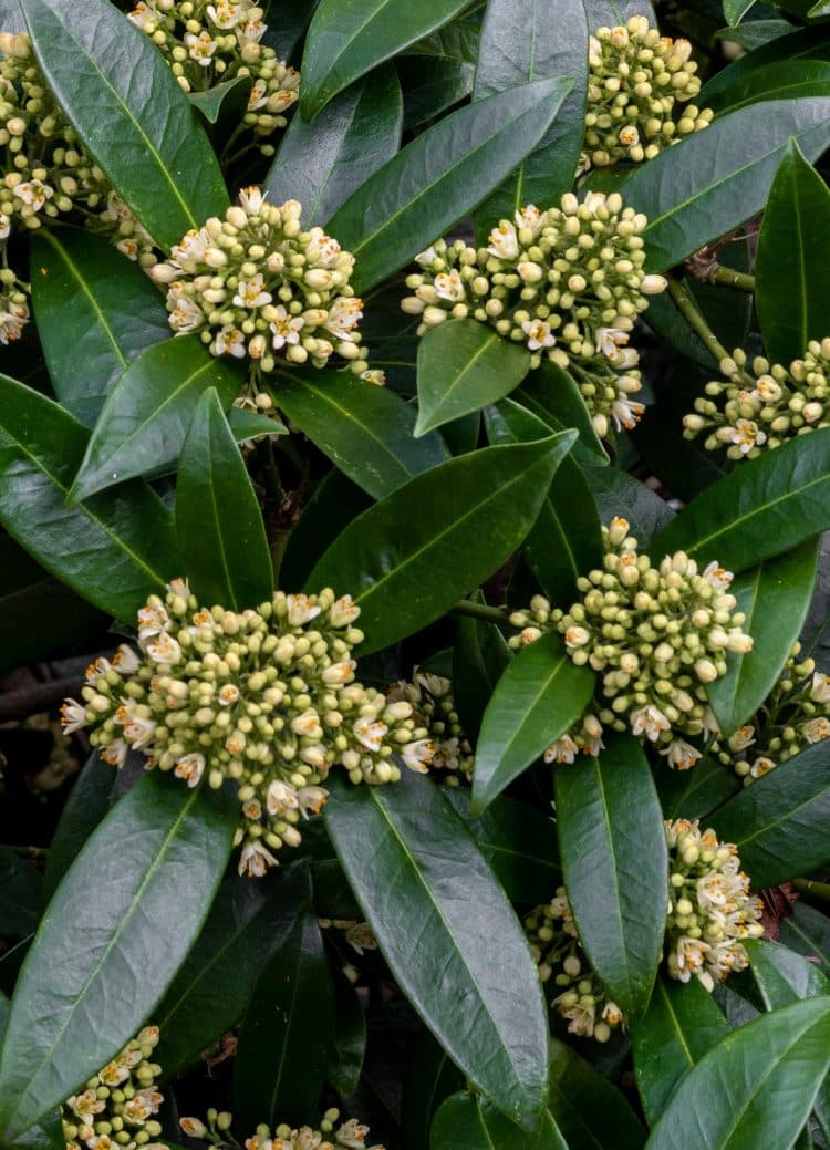 SKIMMIA HEDGING PLANT IN FLOWER