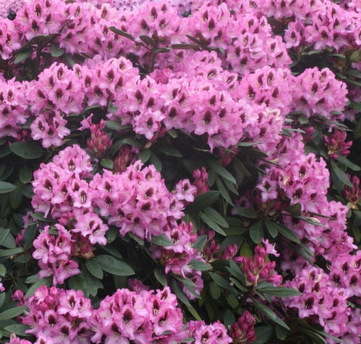 COLLECTION OF HYBRID RHODODENDRONS