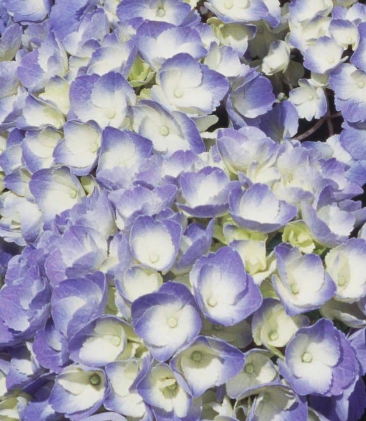 CLOSE UP OF BLUE AND WHITE FLOWERS OF HYDRANGEA LAVBLA