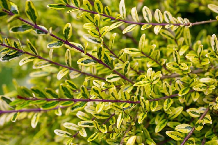 LONICERA NITIDA LEMON BEAUTY HEDGING PLANTS AND SHRUBS