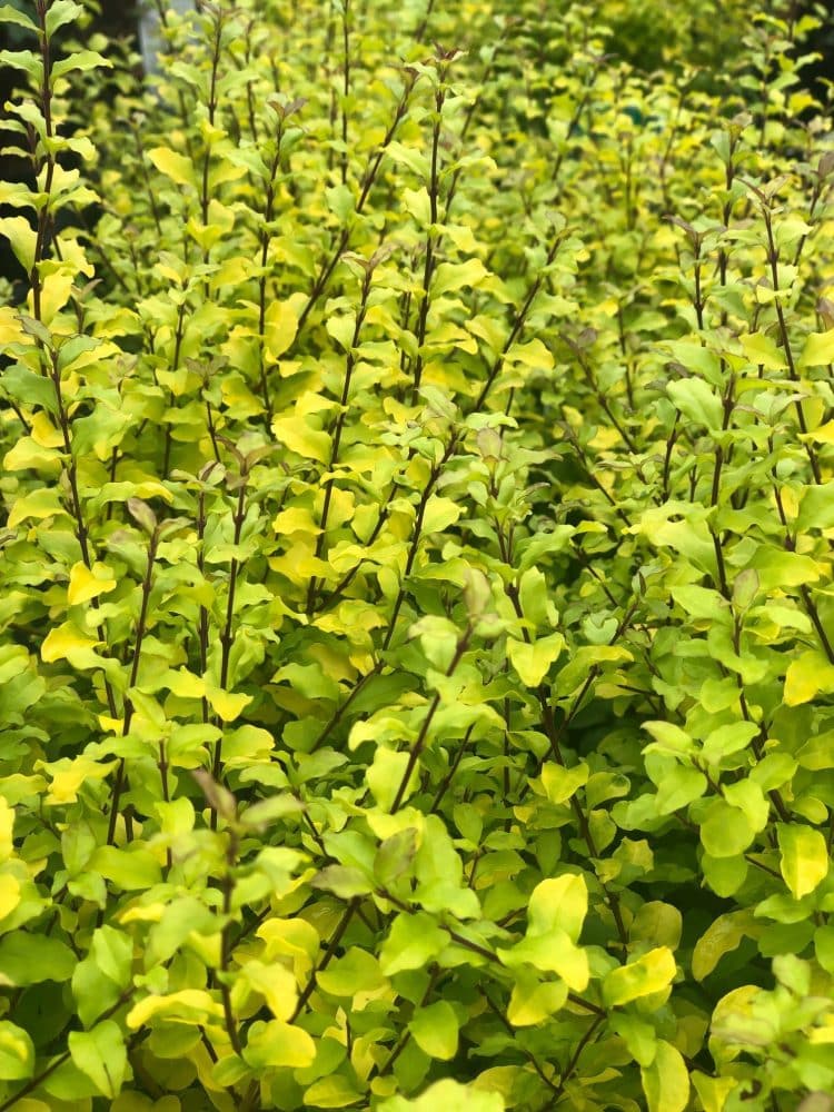 LIGUSTRUM LEMON LIME AND CLIPPERS HEDGE DETAIL PRIVET