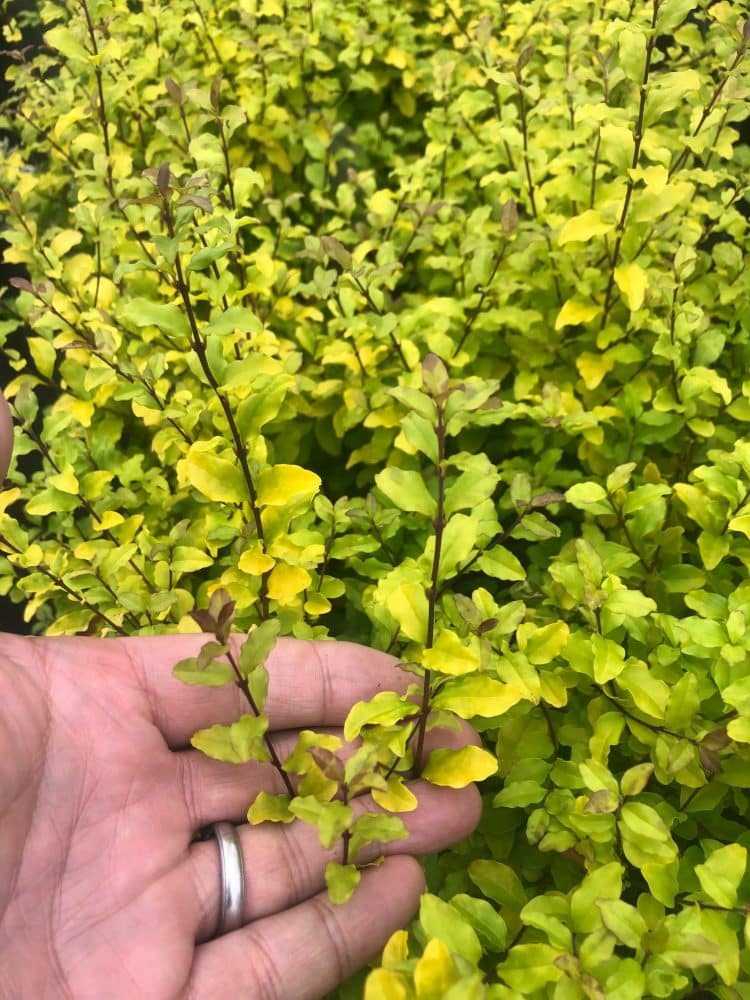 FOLIAGE DETAIL OF PRIVET LEMON LIME AND CLIPPERS LIGUSTRUM