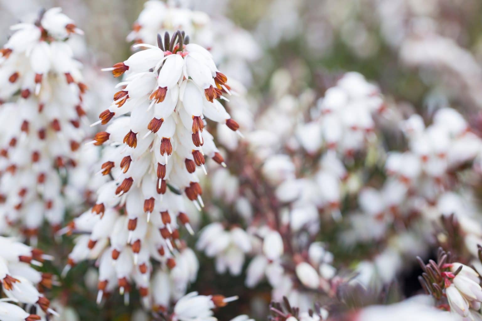 Winter Flowering Heathers Erica x Darleyensis Plants Hopes Grove