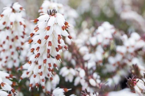 WHITE FLOWERS OF A WINTER FLOWERING HEATHER PLANT