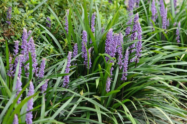 GROUP OF LIRIOPE MUSCARI BIG BLUE IN FLOWER