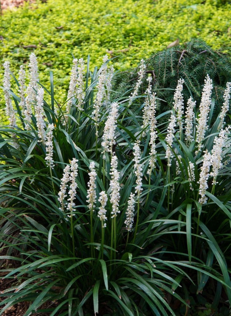 Liriope muscari Monroe White - Monroe 