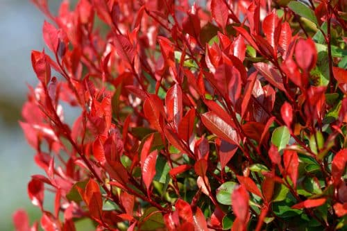RED LEAVES ON HEDGE OF PHOTINIA LITTLE RED ROBIN
