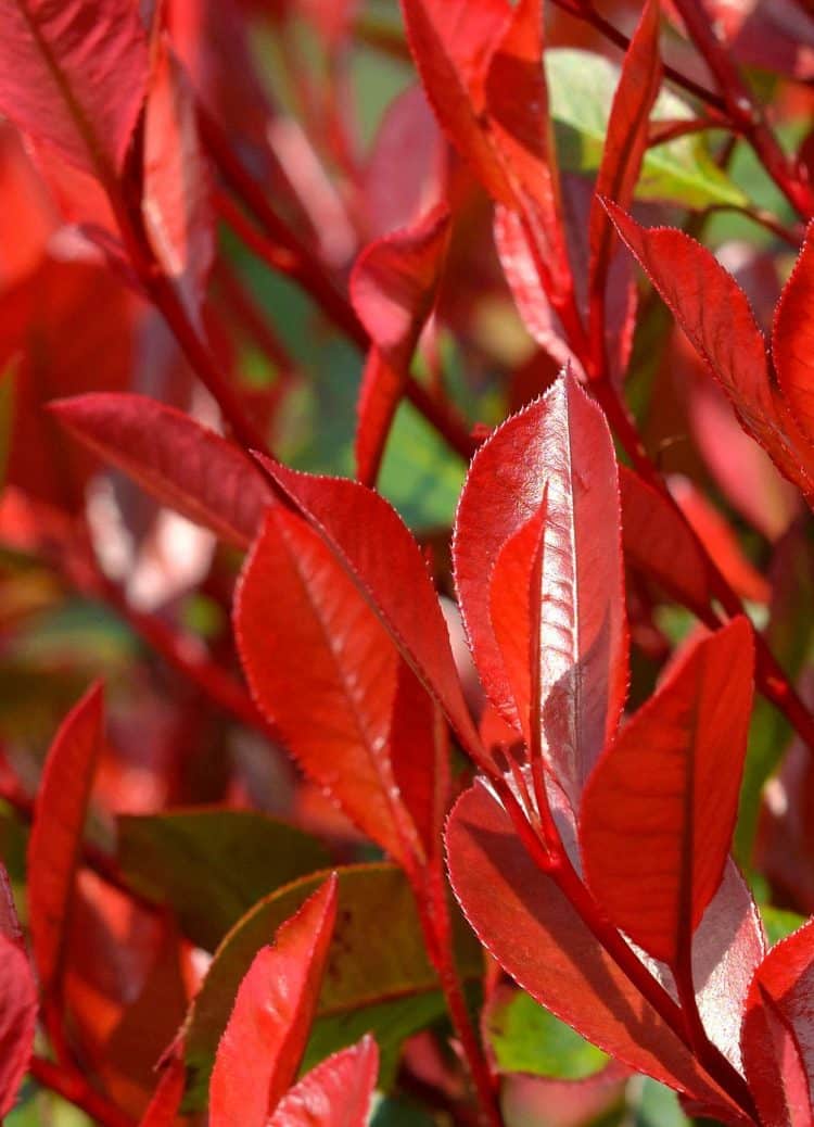 CLOSE UP RED FOLIAGE OF PHOTINIA LITTLE RED ROBIN HEDGING PLANT