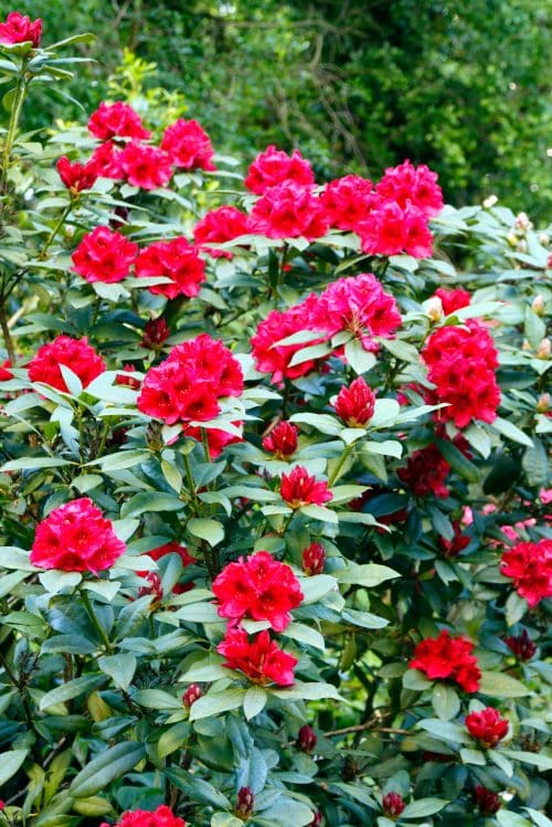 BRIGHT RED FLOWERS ON MATURE HYBRID RHODODENDRON LORD ROBERTS PLANTS