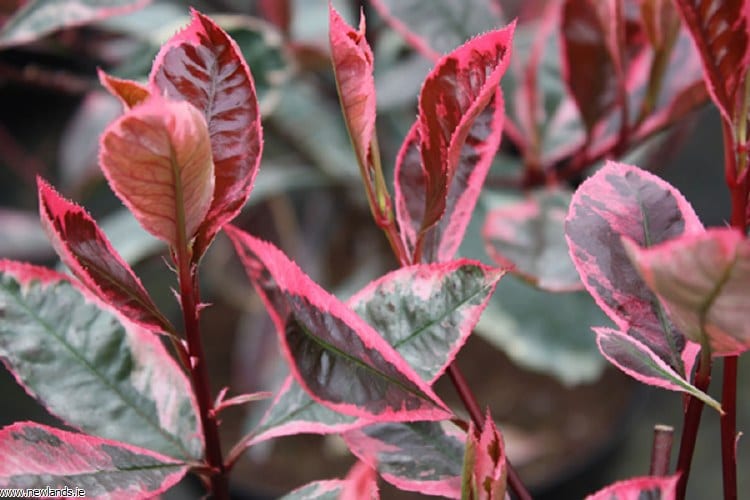 NEW RED VARIEGATED GROWTH ON PHOTINIA LOUISE HEDGING SHRUB