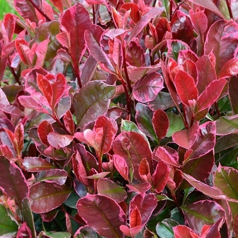 NEW RED GROWTH ON PHOTINIA LOUISE HEDGE