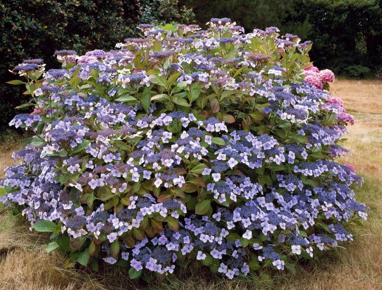 HYDRANGEA MARIESII PERFECTA MATURE SHRUB WITH BLUE FLOWERS